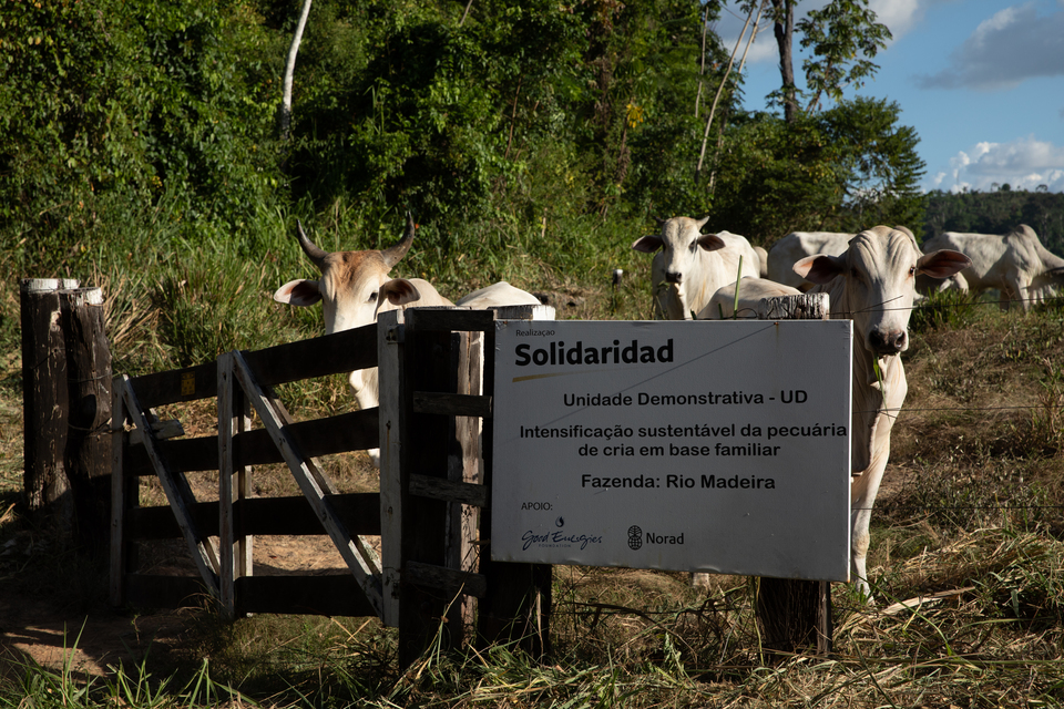 Projeto promoveu a melhoria do manejo, com implementação de boas práticas agropecuárias, em 21 mil hectares e beneficiou 1.408 famílias produtoras na região da Transamazônica (PA)