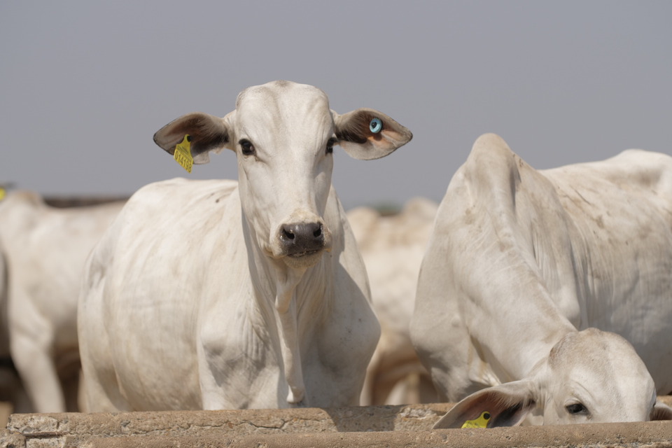 A pioneering initiative by JBS and its partners aims to trace all cattle and buffalo herds in Pará by 2026, promoting transparency and sustainability in livestock farming