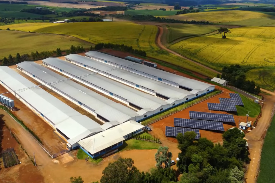 Na produção de aves, mais de 73% das granjas integradas já operam com energia solar, distribuídas em dez estados brasileiros e no Distrito Federal
